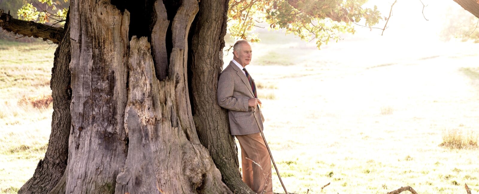 His Majesty the King leaning against an old oak tree in Windsor Great Park